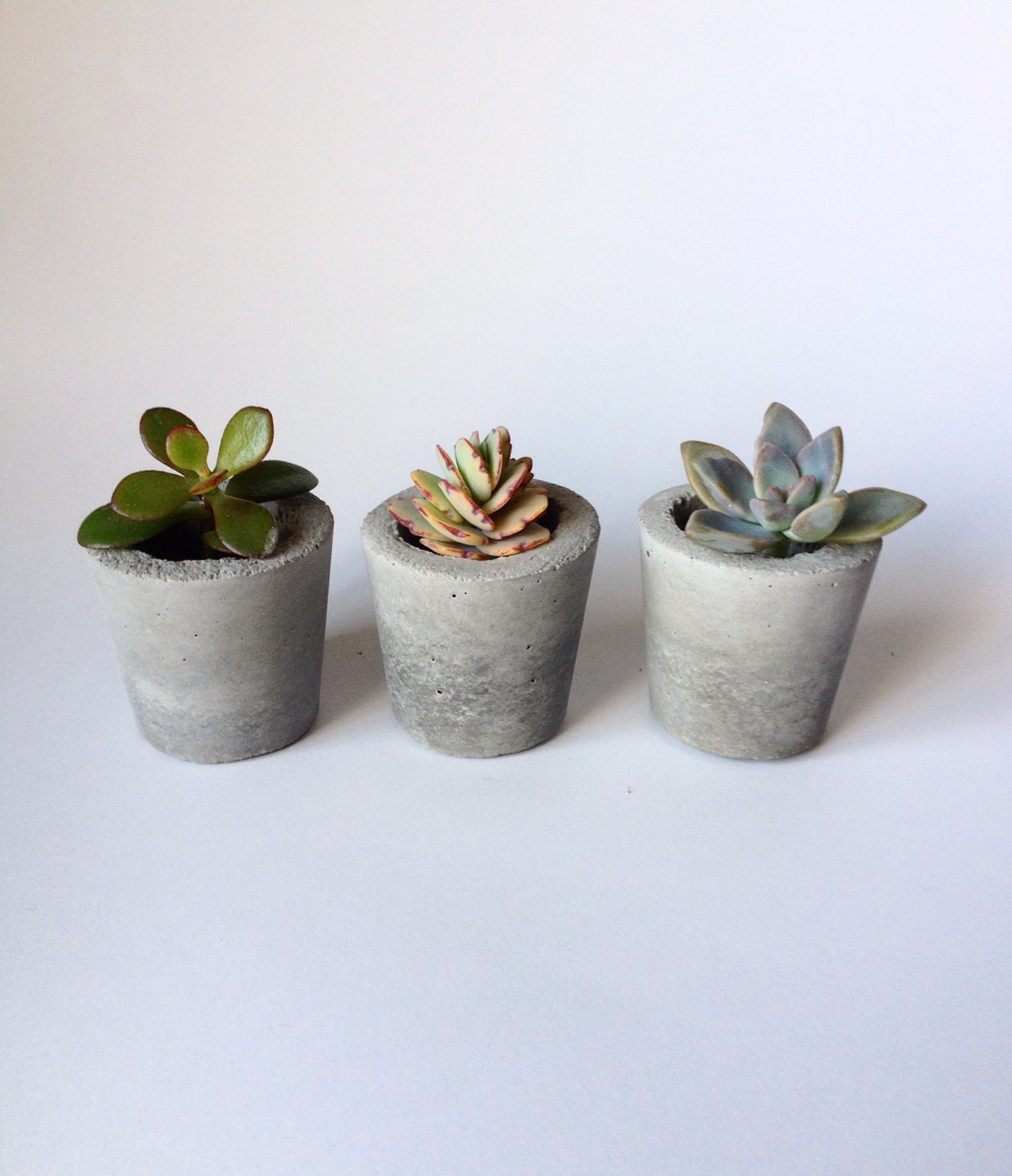 Succulent1