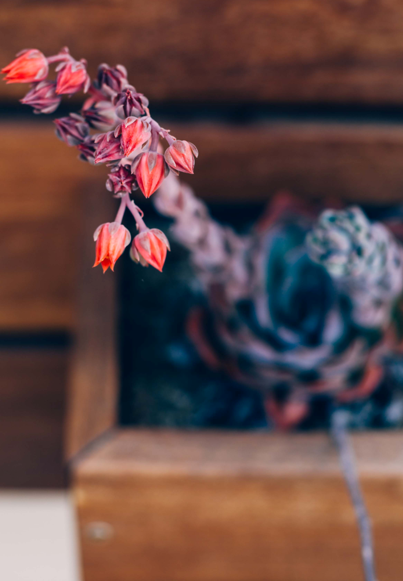 Succulent2